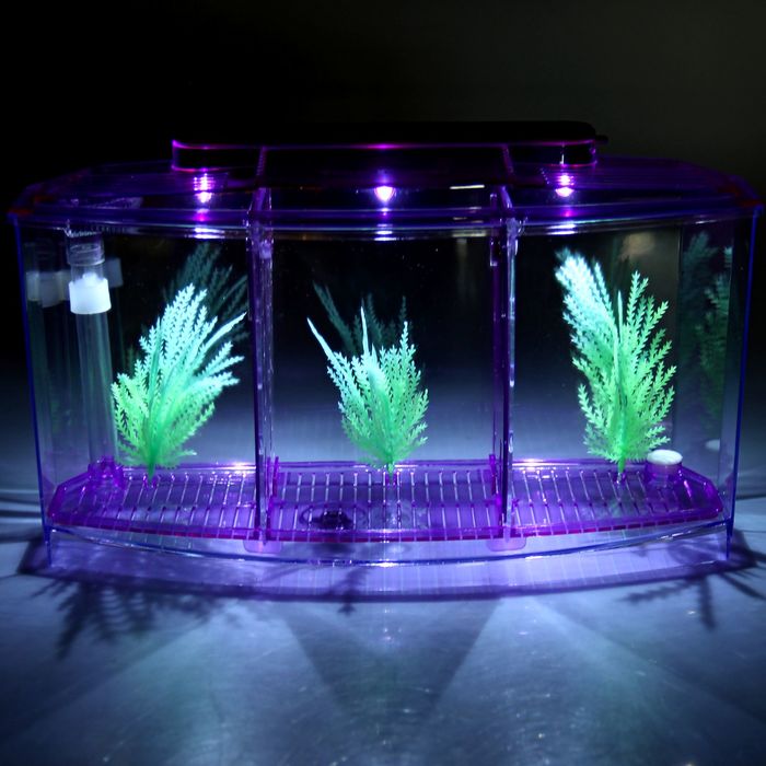 Аквариум-отсадник трехсекционный с подсветкой и светящимися растениями, фиолетовый 
