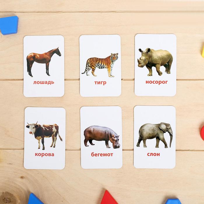 Развивающий набор для малышей «Гений с пелёнок: изучаем животных» 