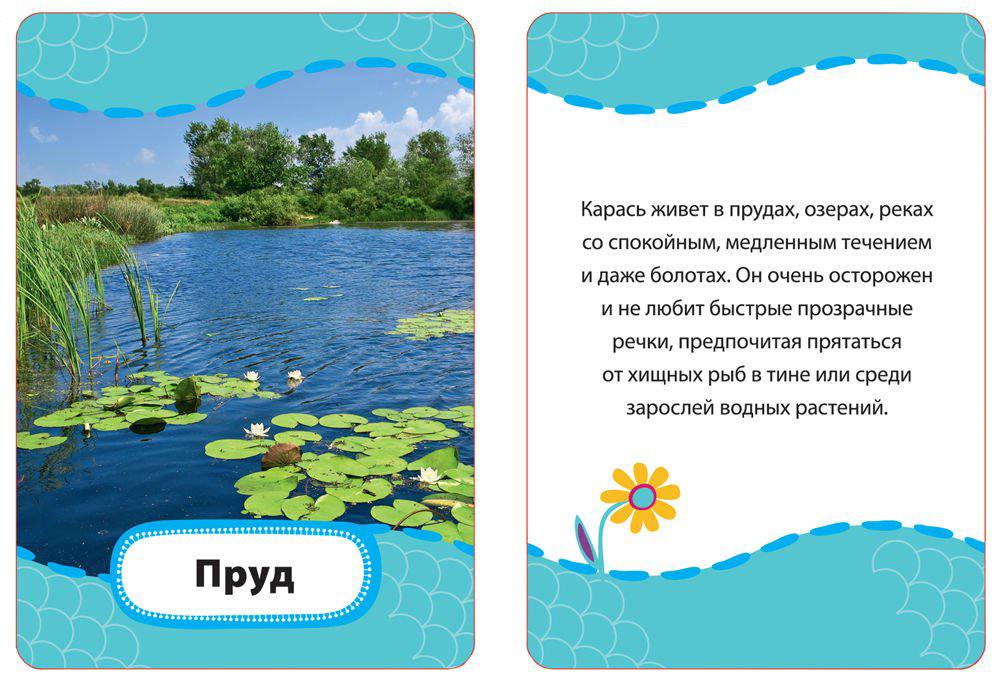 Развивающая литература Кто где живет кто что ест купить,NaN