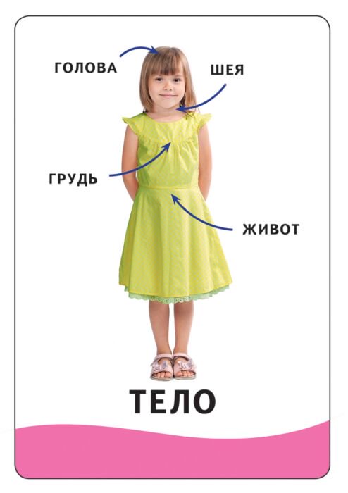 Развивающие карточки Росмэн умные карточки   тело человека купить,NaN