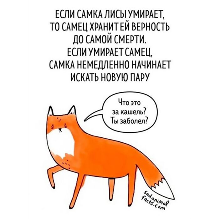 Баркер Б. Грустные факты о животных купить,NaN