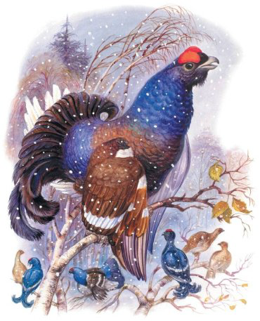 Книга Шим Э. Ю.: Сказки о зверятах купить,NaN