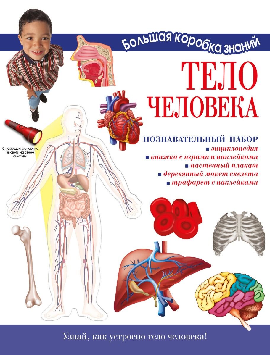 Энциклопедия Торчинская М. О. Тело человека. Познавательный набор купить,NaN
