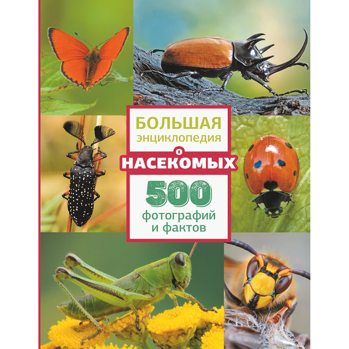Энциклопедия Большая энциклопедия о насекомых. 500 фотографий и фактов купить,NaN