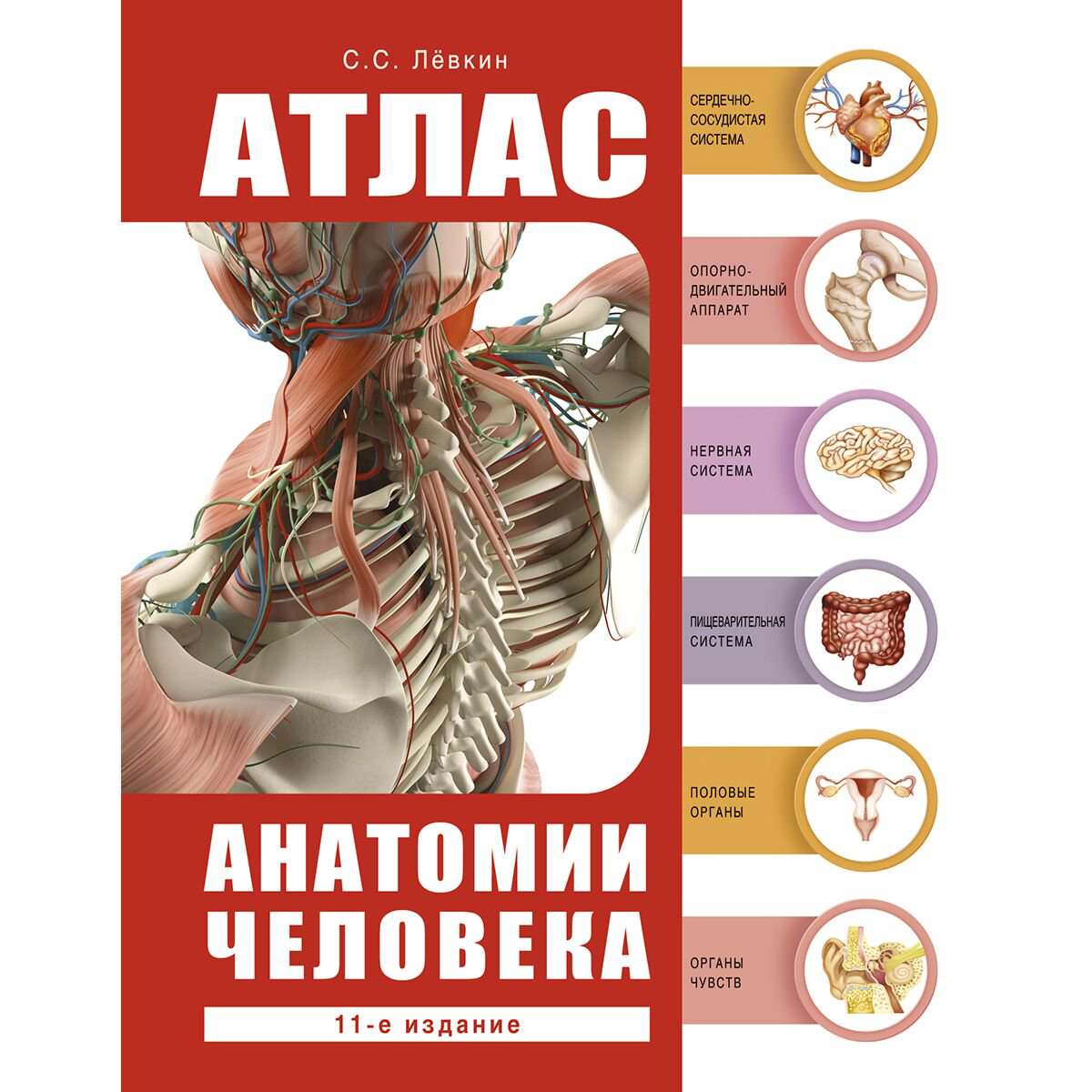 Здоровье Лёвкин С. С. Атлас анатомии человека купить,NaN