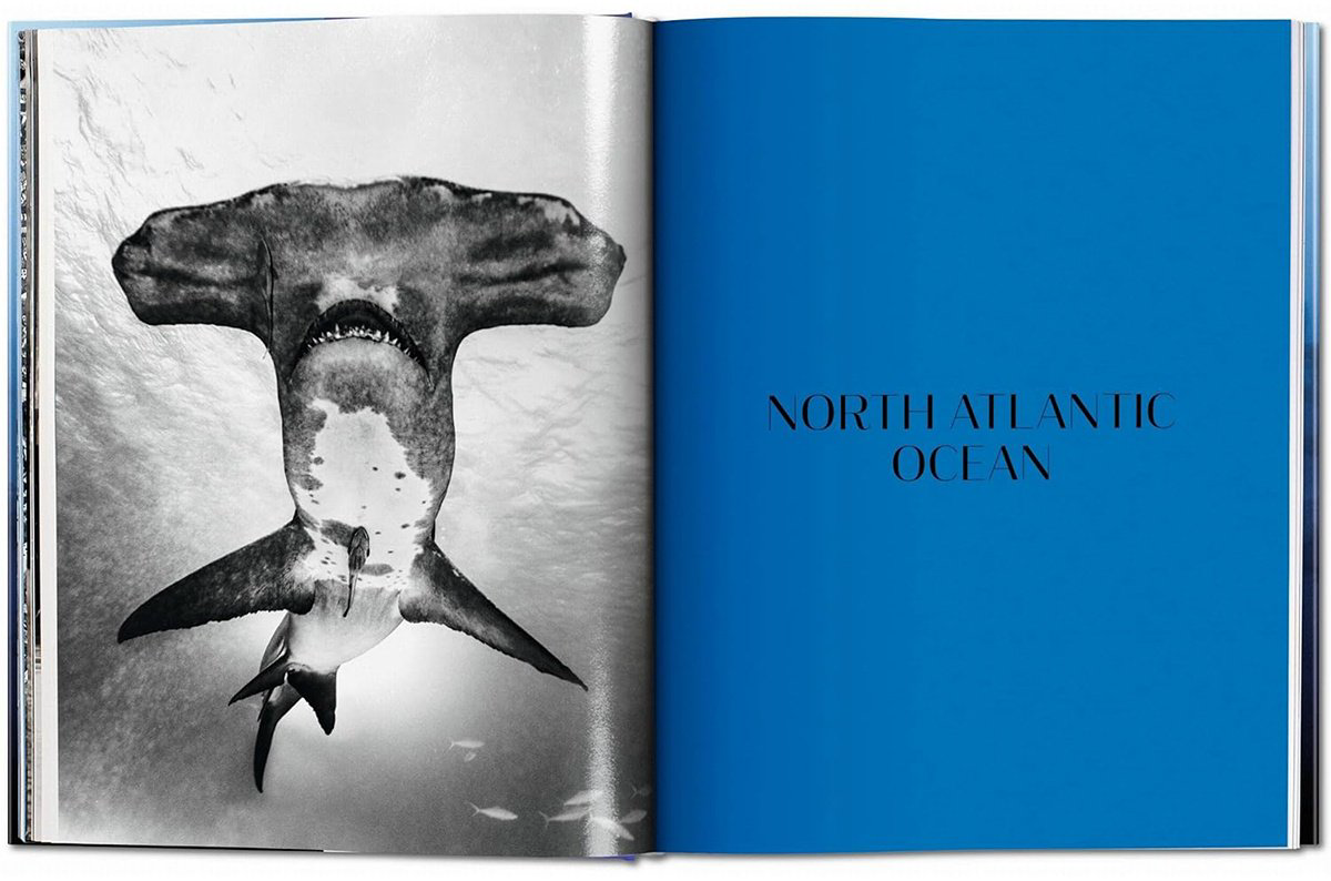 Книга Michael Muller.&nbsp;Sharks купить,NaN