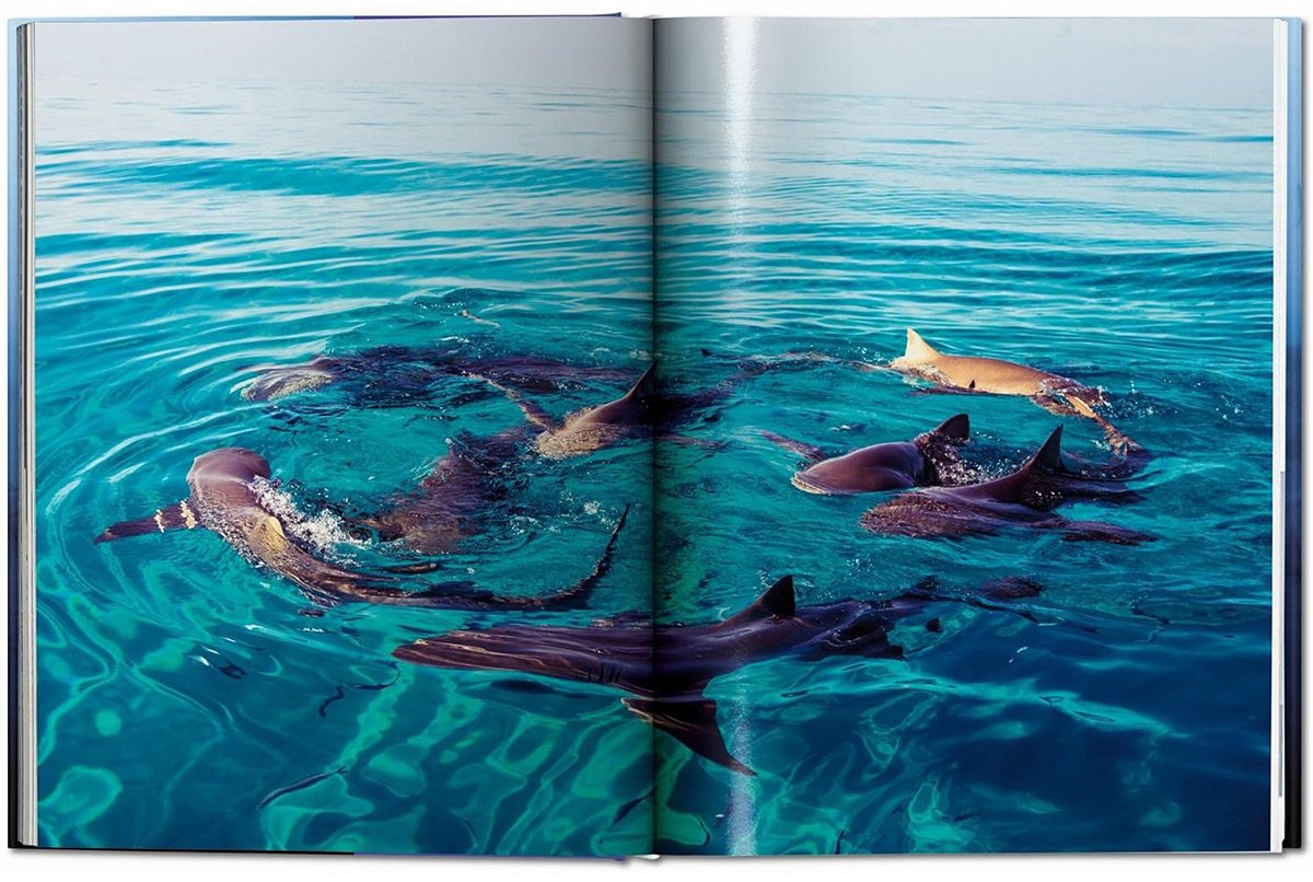 Книга Michael Muller.&nbsp;Sharks купить,NaN