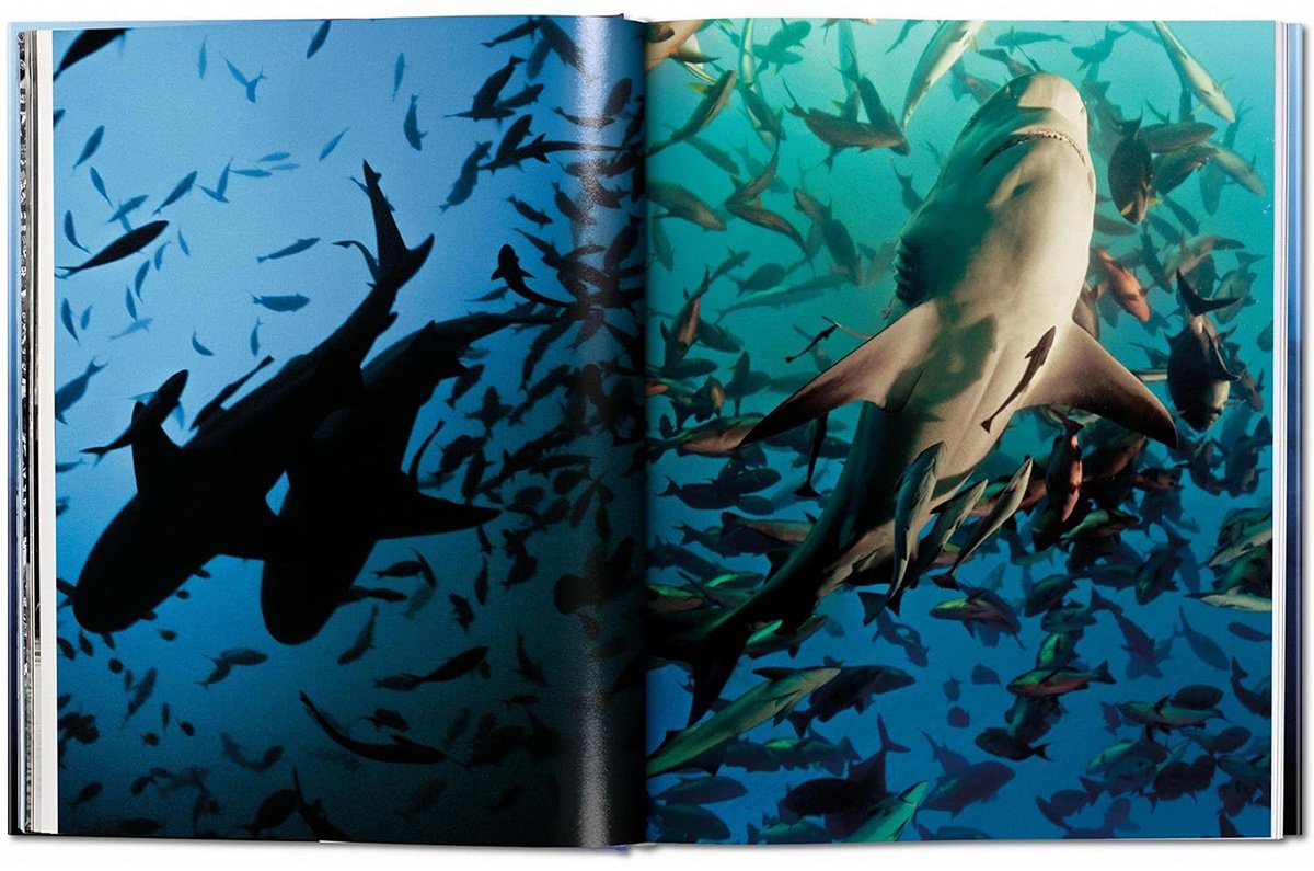 Книга Michael Muller.&nbsp;Sharks купить,NaN