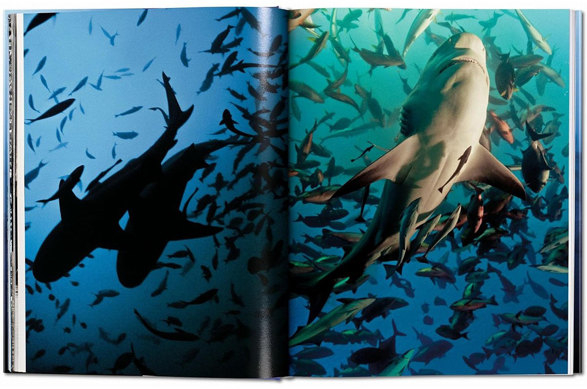 Книга Michael Muller.&nbsp;Sharks купить,NaN