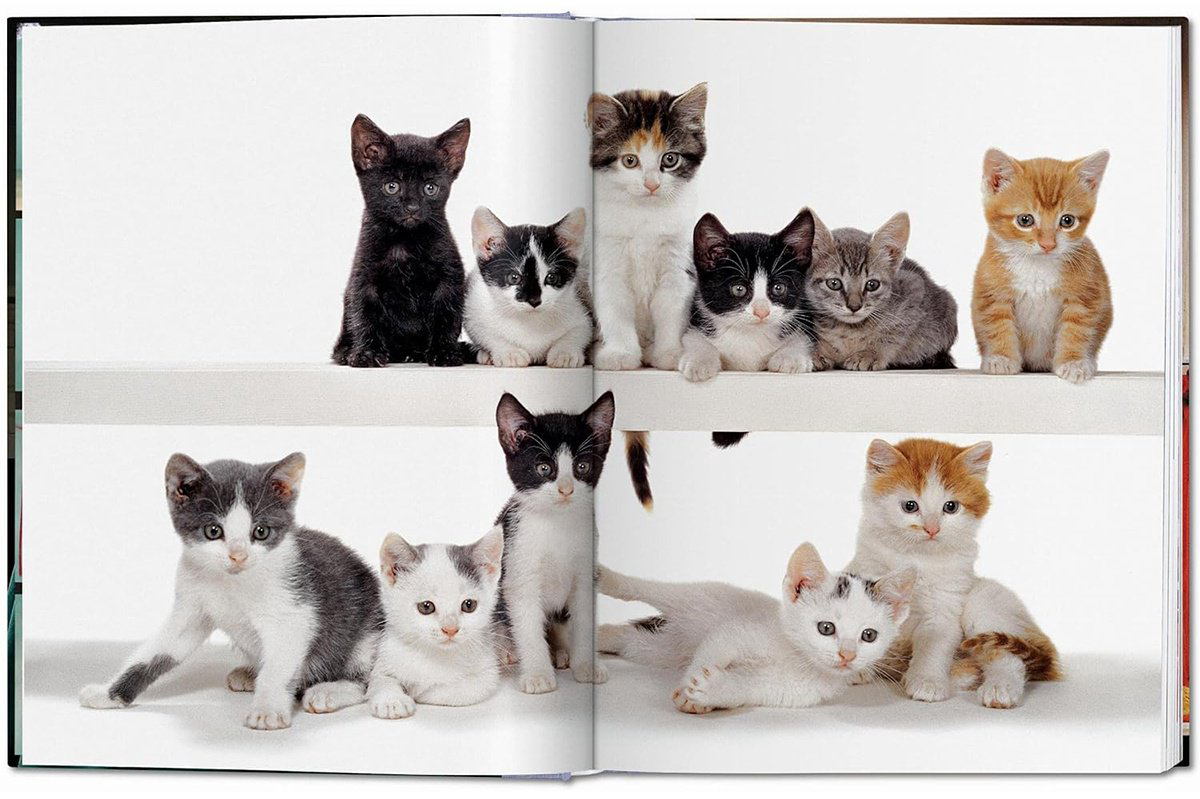 Книга Без автора: Walter Chandoha.&nbsp;Cats. Photographs 1942-2018 купить,NaN