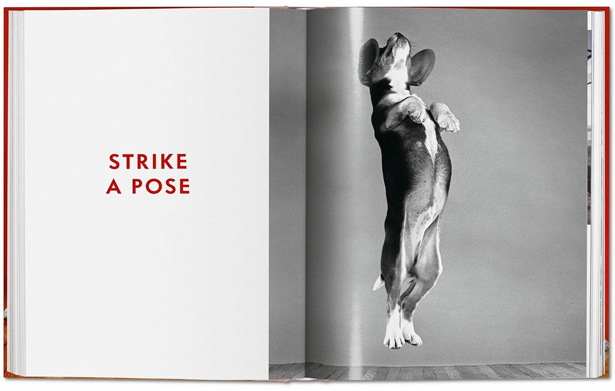 Книга Walter Chandoha.&nbsp;Dogs. Photographs 1941-1991 купить,NaN