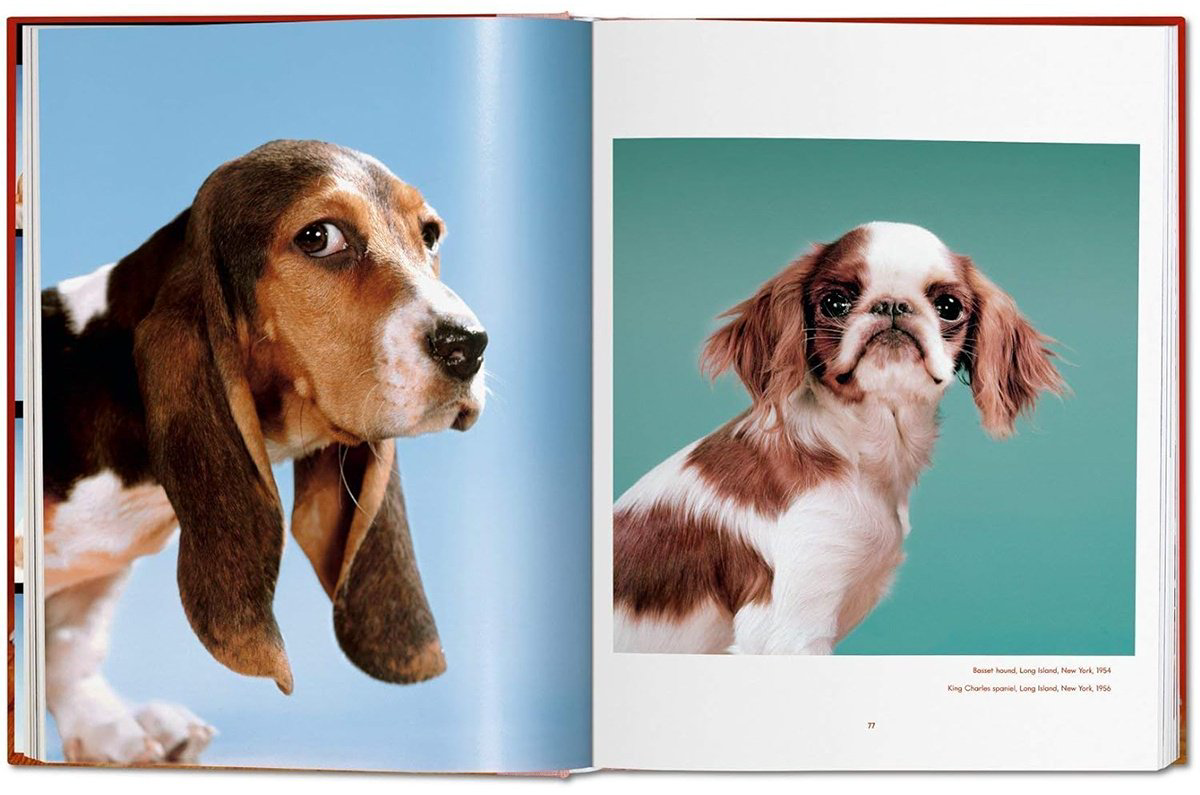 Книга Walter Chandoha.&nbsp;Dogs. Photographs 1941-1991 купить,NaN
