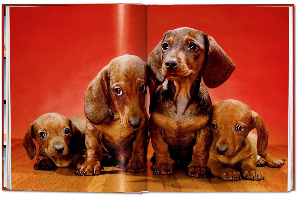 Книга Walter Chandoha.&nbsp;Dogs. Photographs 1941-1991 купить,NaN