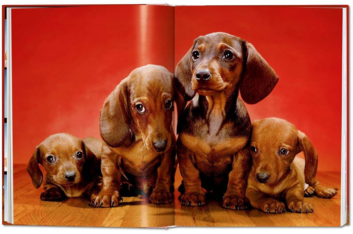 Книга Walter Chandoha.&nbsp;Dogs. Photographs 1941-1991 купить,NaN