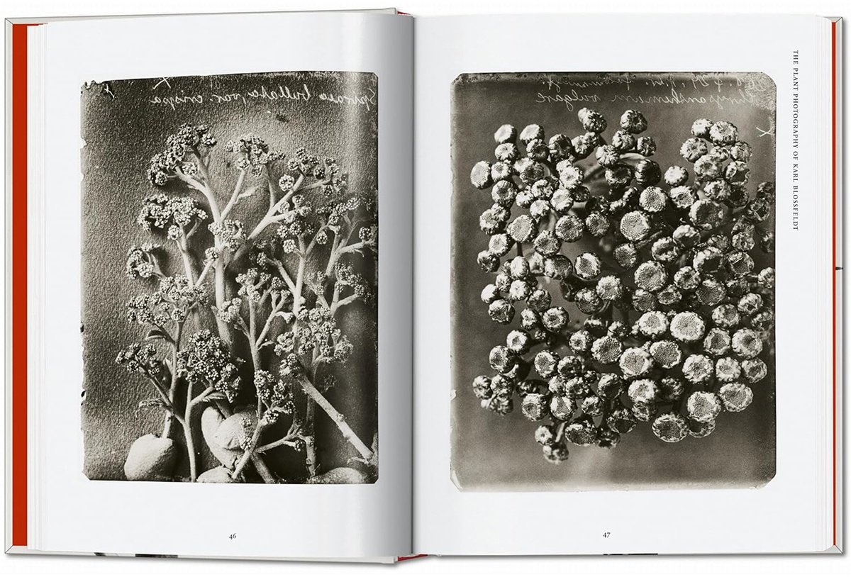 Книга Без автора: Karl Blossfeldt.&nbsp;The Complete Published Work. 40th Ed. купить,NaN