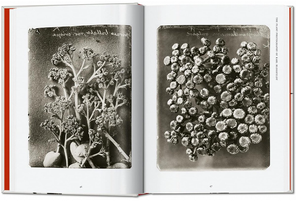 Книга Без автора: Karl Blossfeldt.&nbsp;The Complete Published Work. 40th Ed. купить,NaN