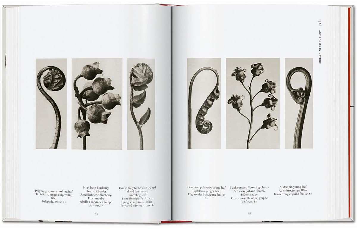 Книга Без автора: Karl Blossfeldt.&nbsp;The Complete Published Work. 40th Ed. купить,NaN