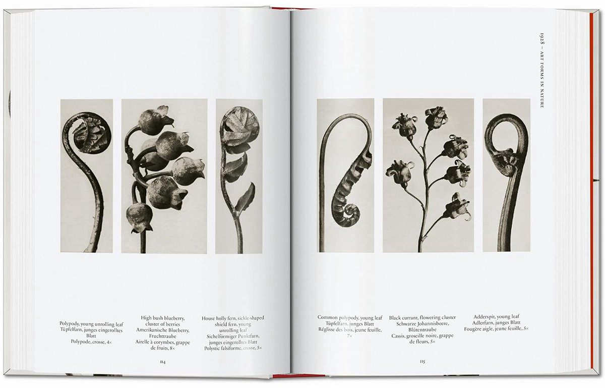 Книга Без автора: Karl Blossfeldt.&nbsp;The Complete Published Work. 40th Ed. купить,NaN