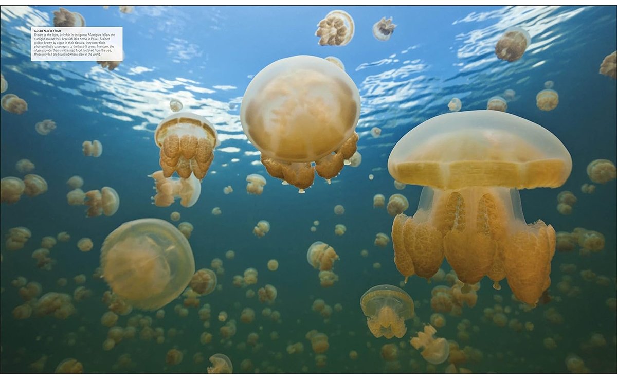 Книга Ocean.&nbsp;The Definitive Visual Guide купить,NaN