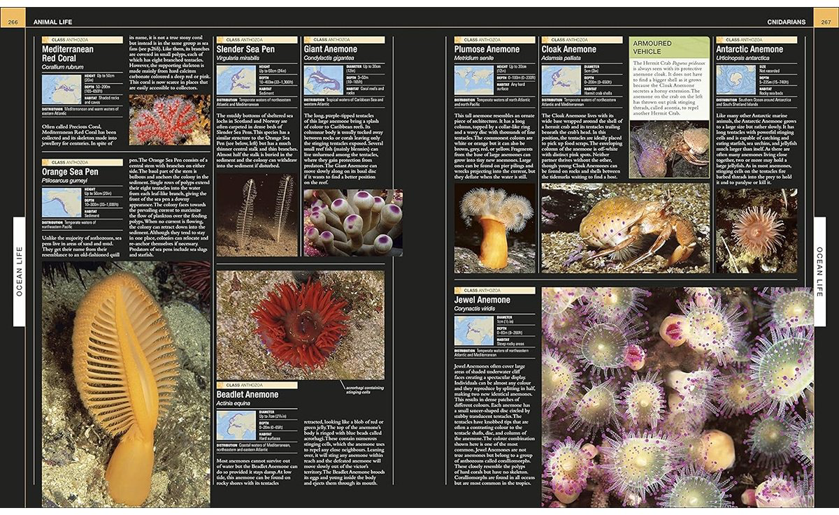 Книга Ocean.&nbsp;The Definitive Visual Guide купить,NaN