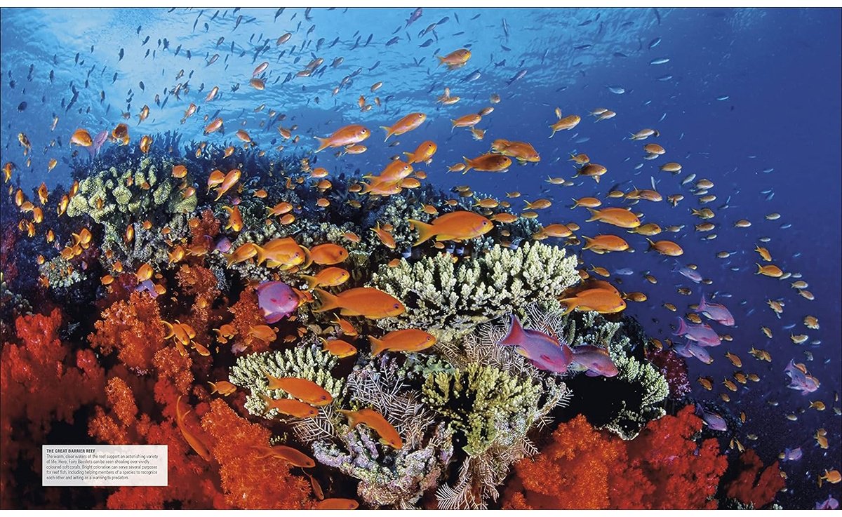 Книга Ocean.&nbsp;The Definitive Visual Guide купить,NaN