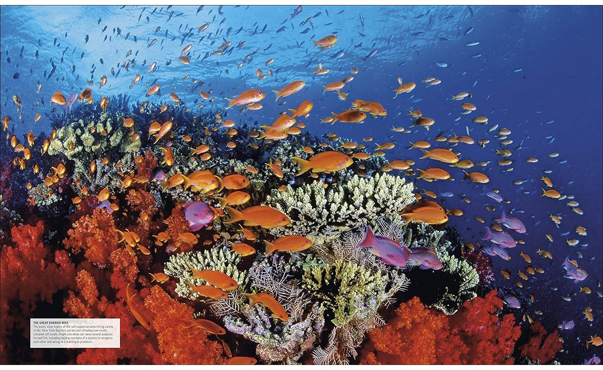 Книга Ocean.&nbsp;The Definitive Visual Guide купить,NaN