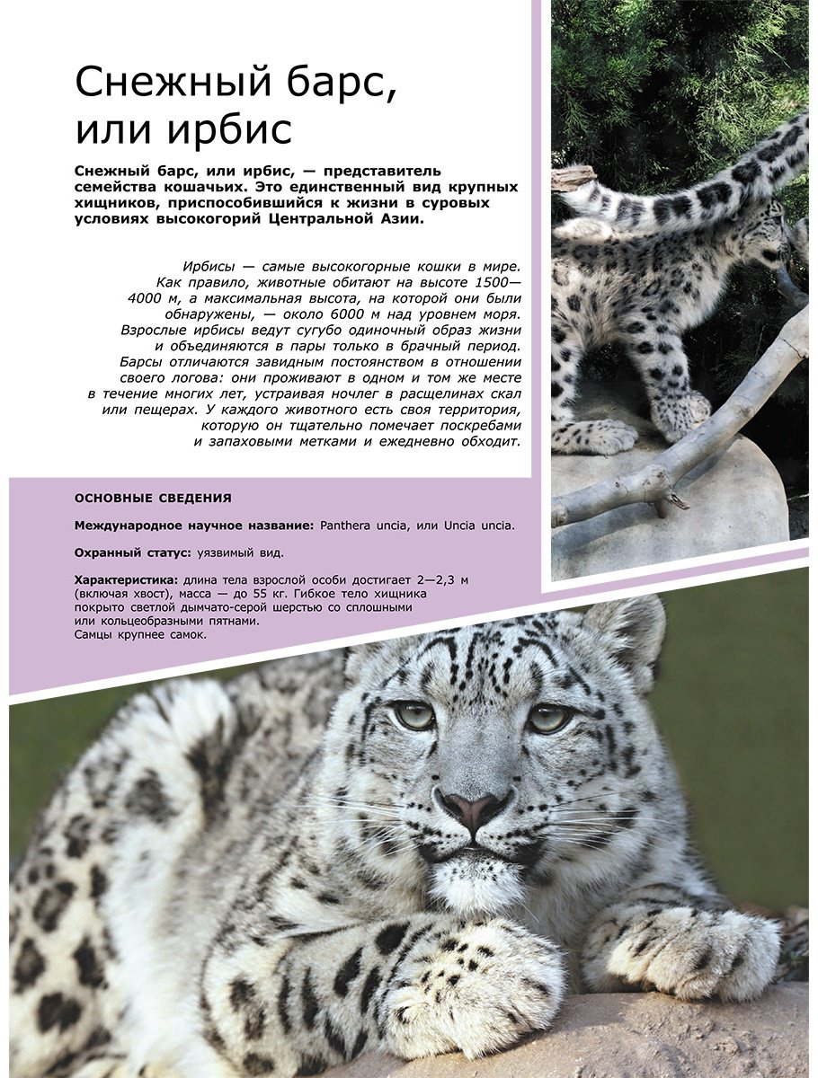 Книга Вайткене Л., Филиппова М.: Животные купить,NaN