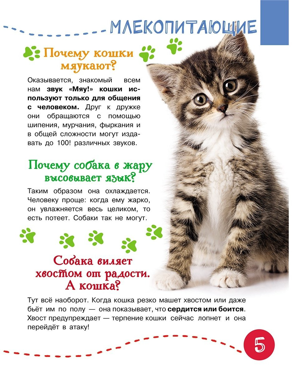 Книга Кузечкин А.: 1000 вопросов и ответов Кузечкин АСТ купить,NaN
