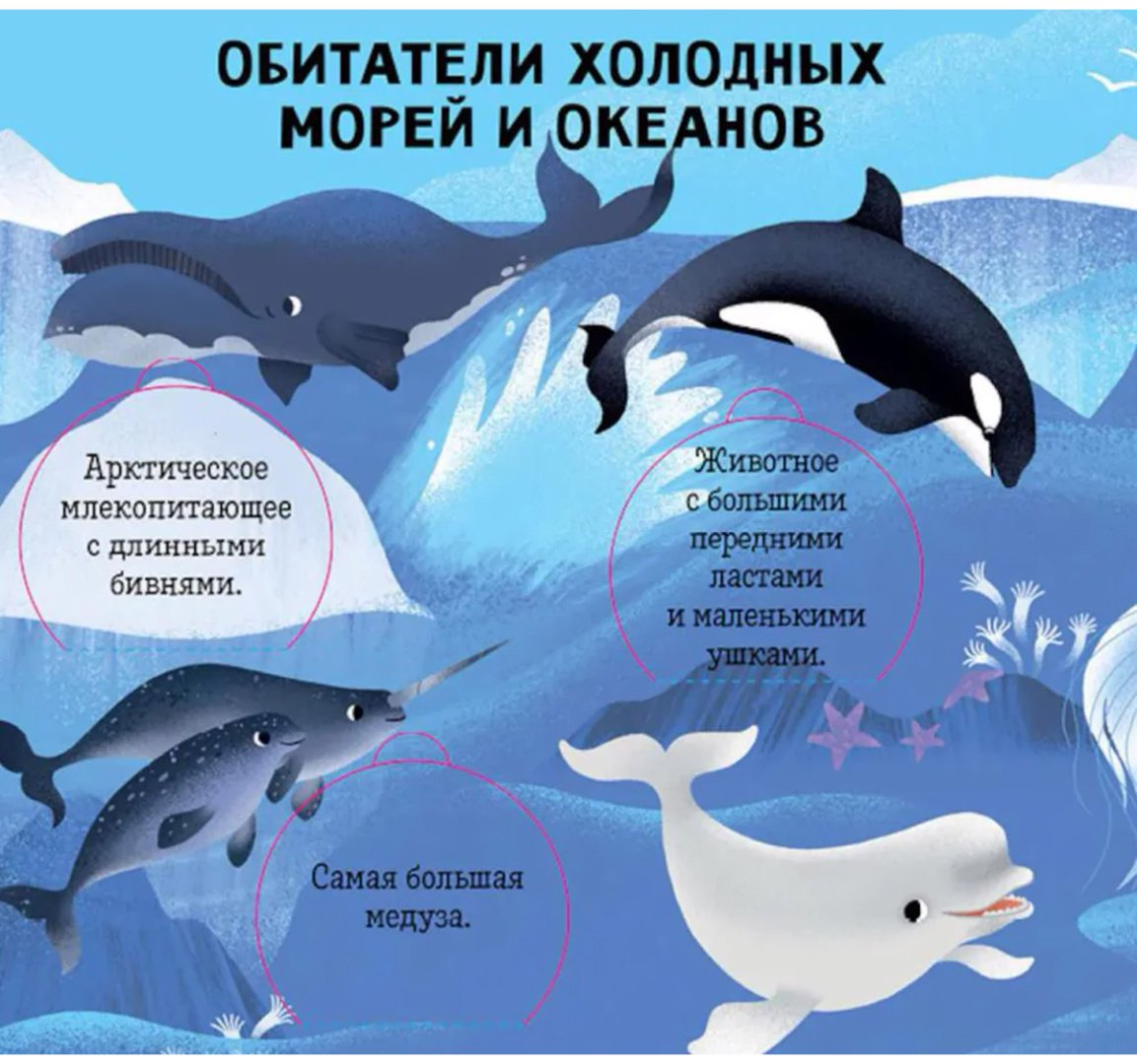 Книга Без автора: Океаны и моря.&nbsp;Энциклопедия с окошками купить,NaN