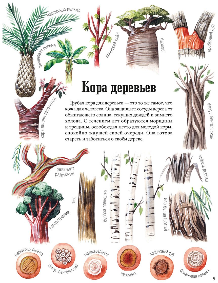 Книга Седлачкова Я., Сэканинова Ш. Иллюстрации да: Формы и узоры природы купить,NaN