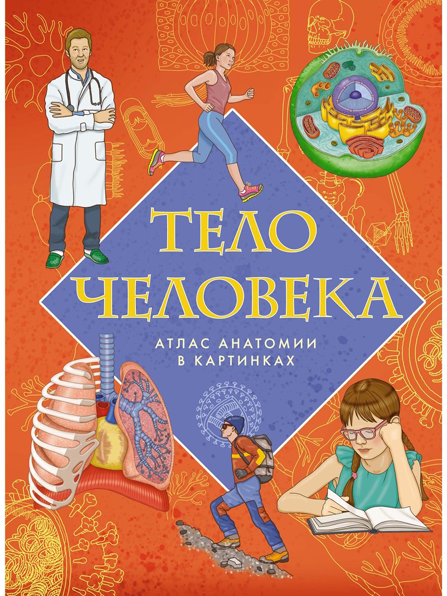 Книга Барсотти Э.: Атлас анатомии в картинках купить,NaN