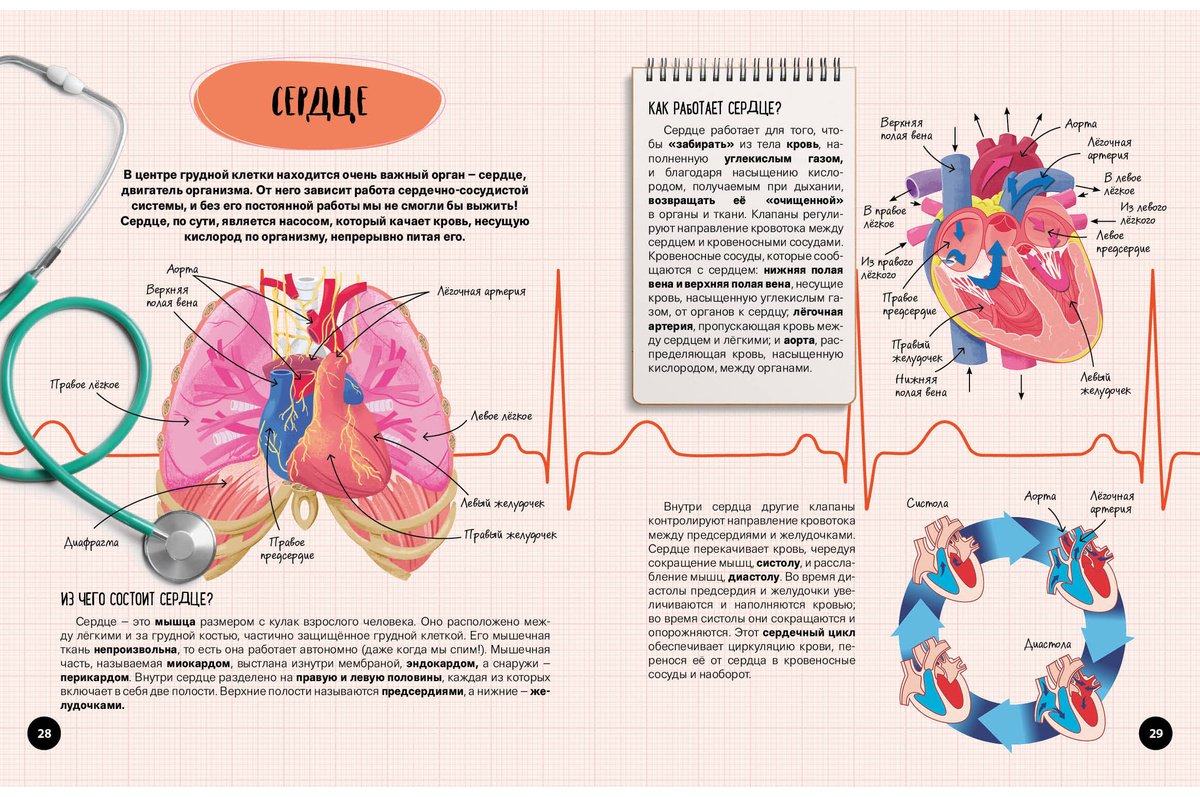 Книга Что Как Почему Мои первые знания про тело человека купить,NaN
