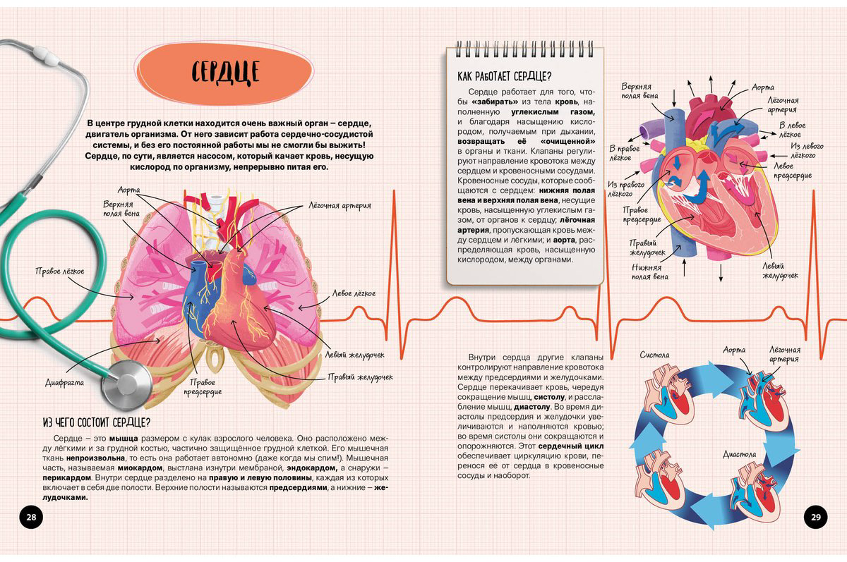 Книга Что Как Почему Мои первые знания про тело человека купить,NaN