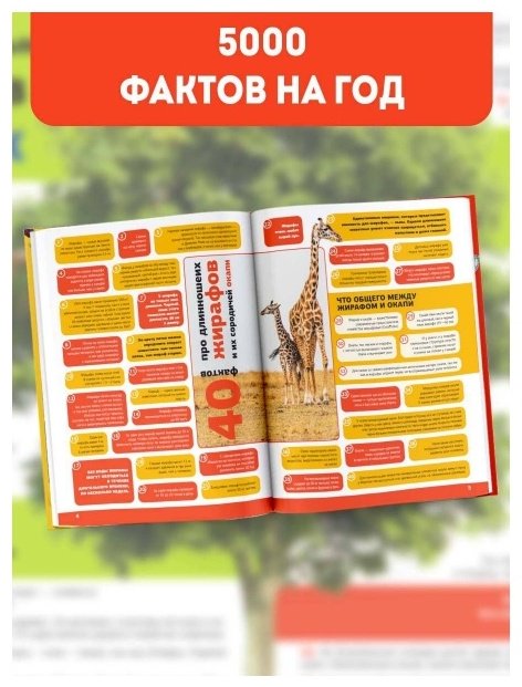 Книга Без автора: 5000 удивительных фактов, которые можно изучать целый год купить,NaN