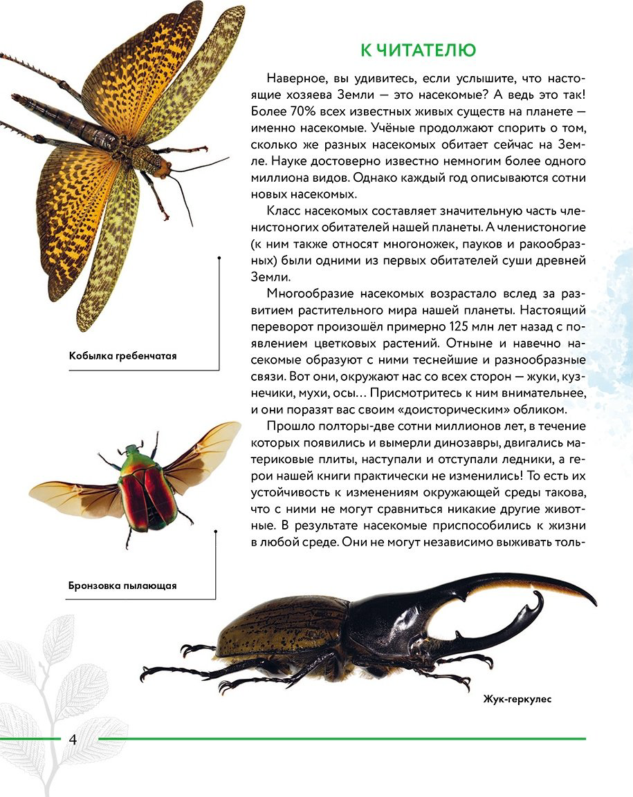 Книга Сочивко А.: Насекомые мира. Детская энциклопедия купить,NaN