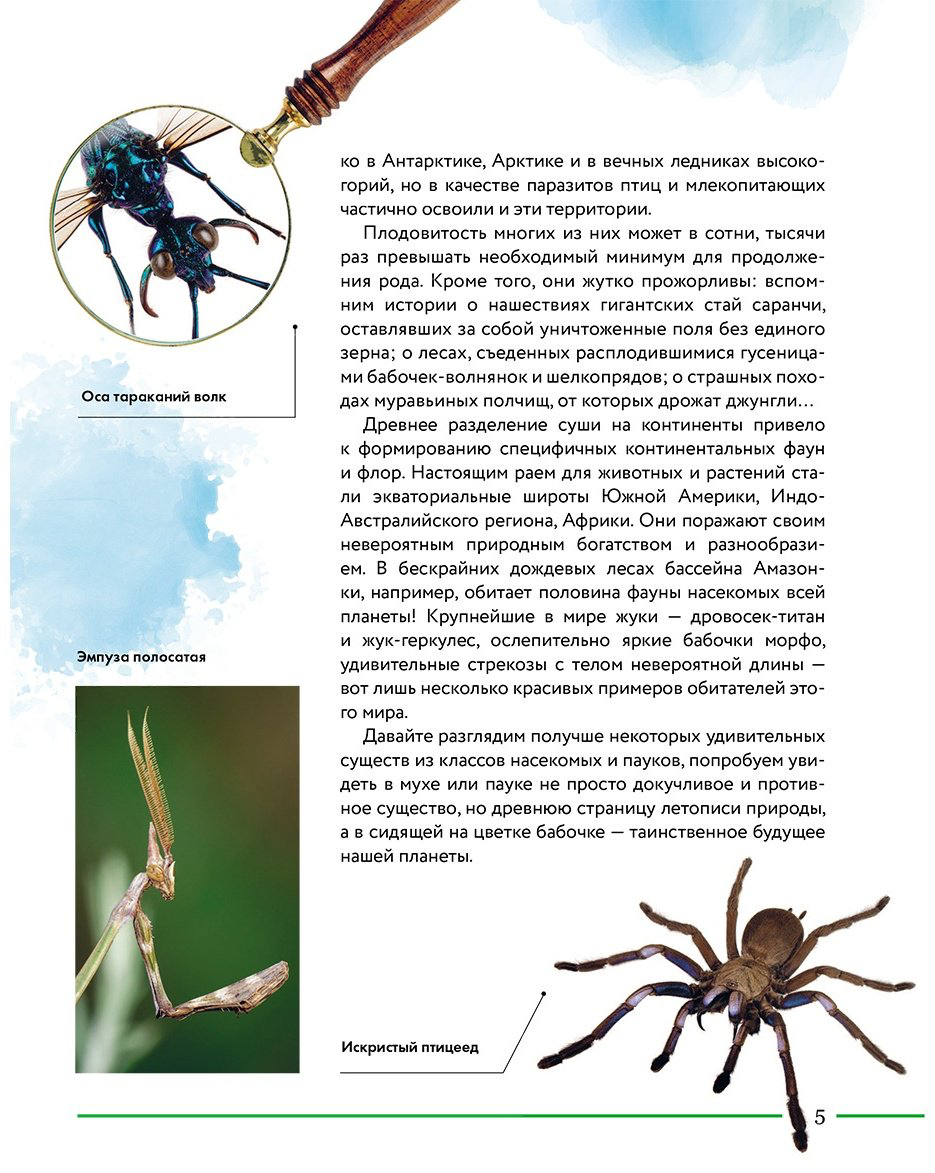 Книга Сочивко А.: Насекомые мира. Детская энциклопедия купить,NaN