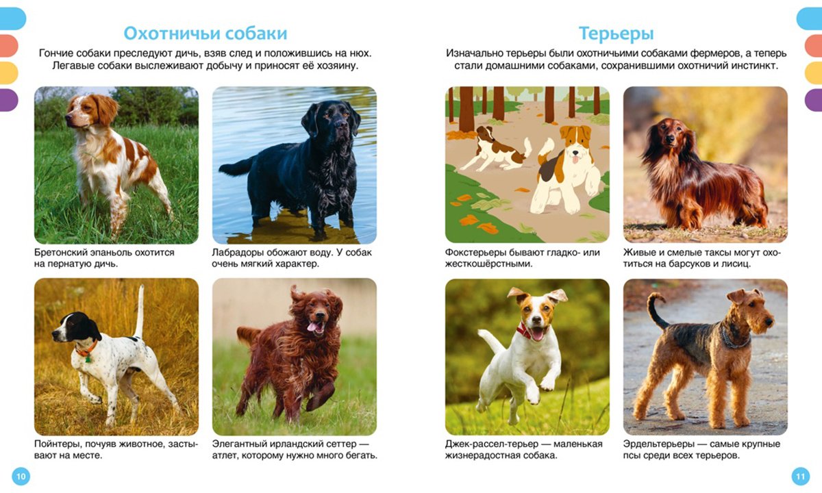 Книга Рeни П.: Любимые питомцы купить,NaN