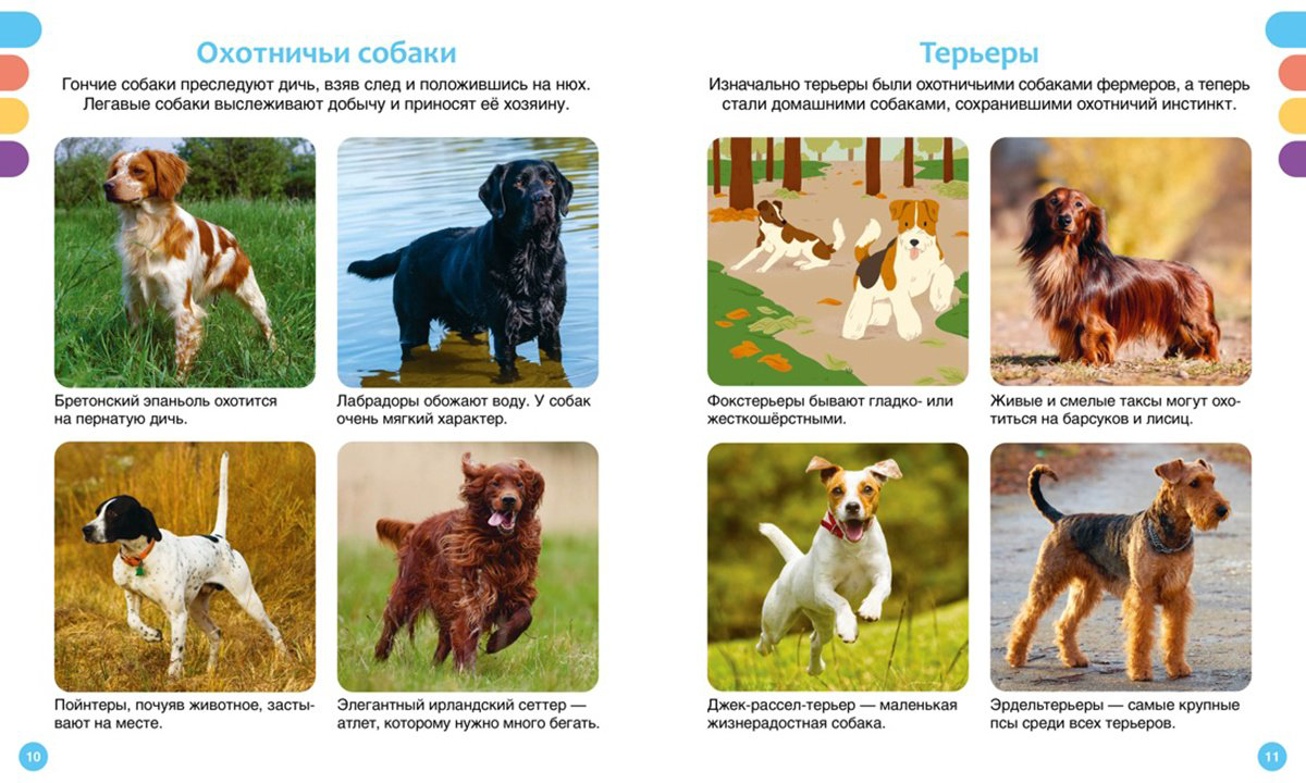 Книга Рeни П.: Любимые питомцы купить,NaN