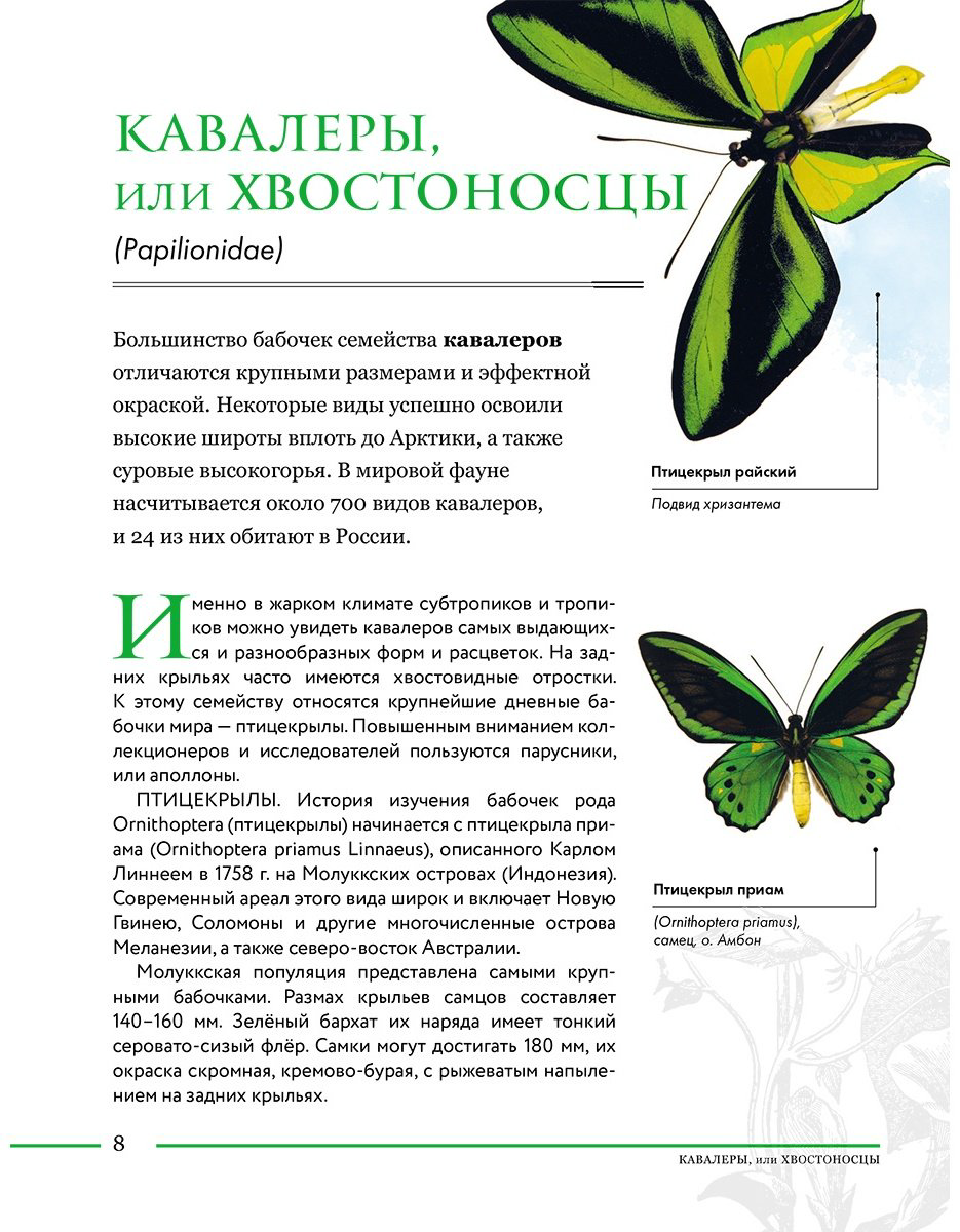 Книга Сочивко А.: Насекомые мира. Детская энциклопедия купить,NaN