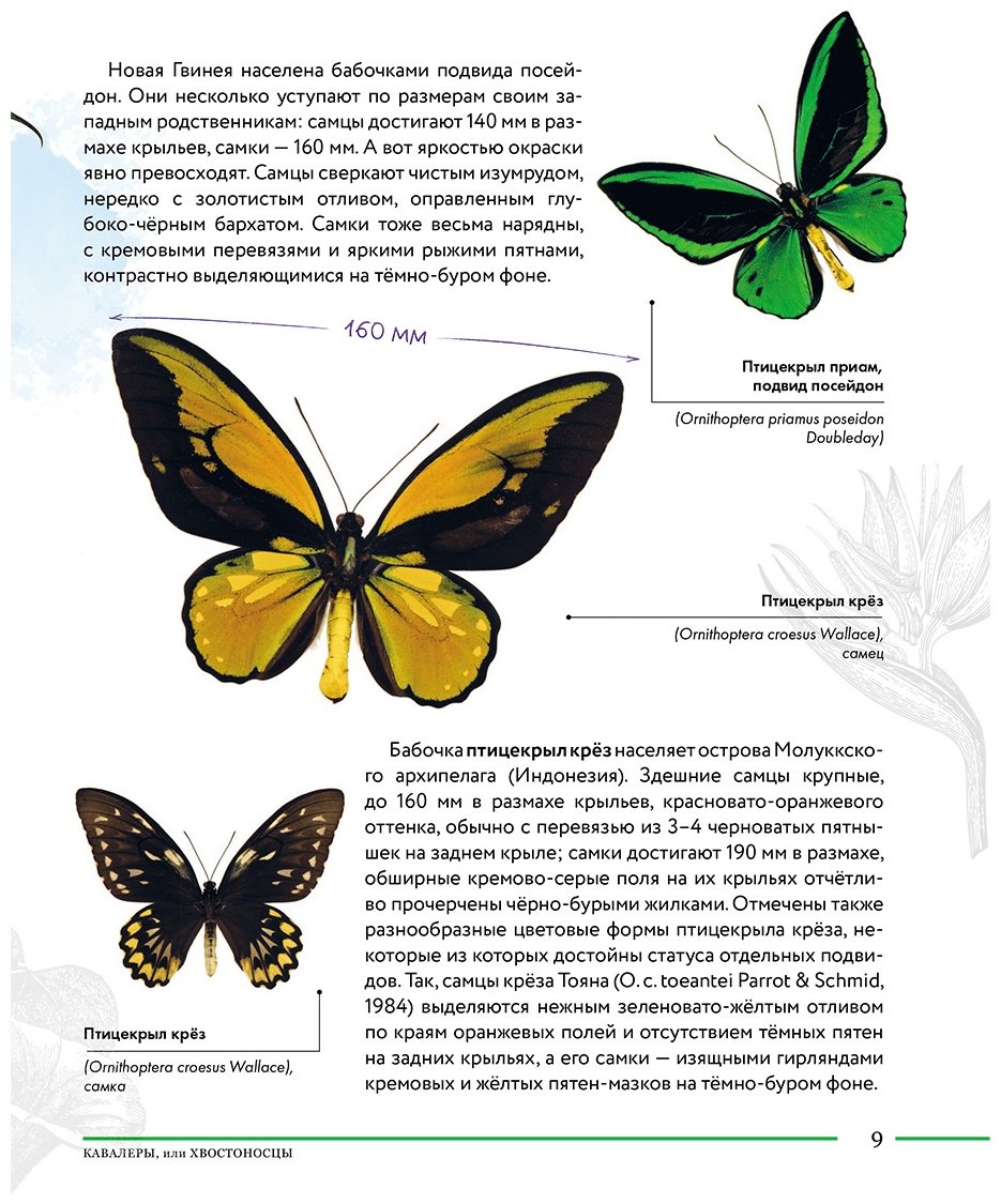 Книга Сочивко А.: Насекомые мира. Детская энциклопедия купить,NaN