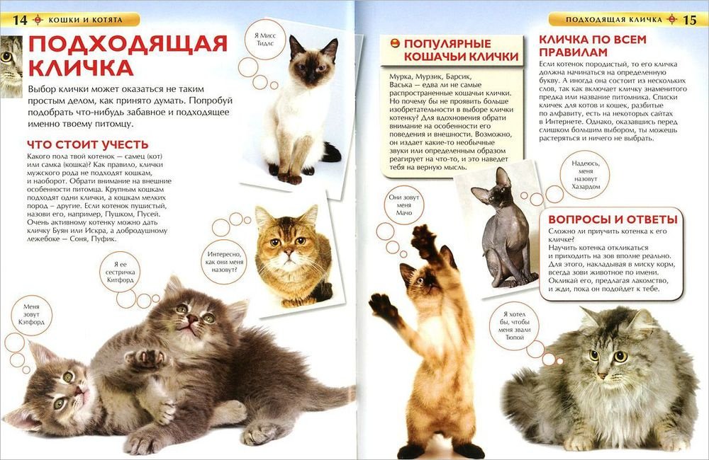 Книга Кошки и котята.&nbsp;Детская энциклопедия купить,NaN