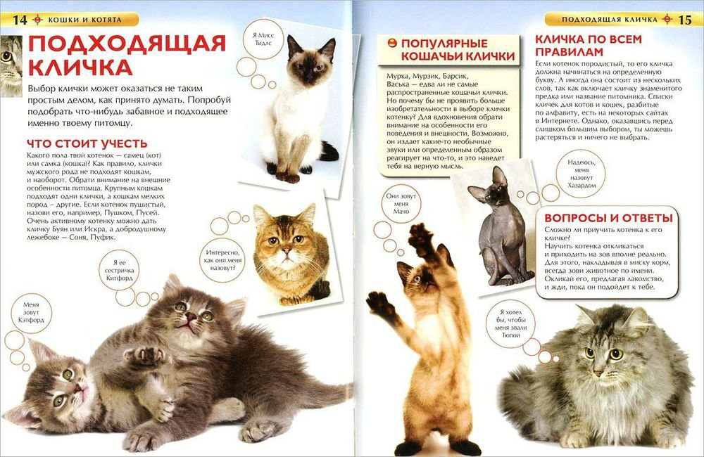 Книга Кошки и котята.&nbsp;Детская энциклопедия купить,NaN