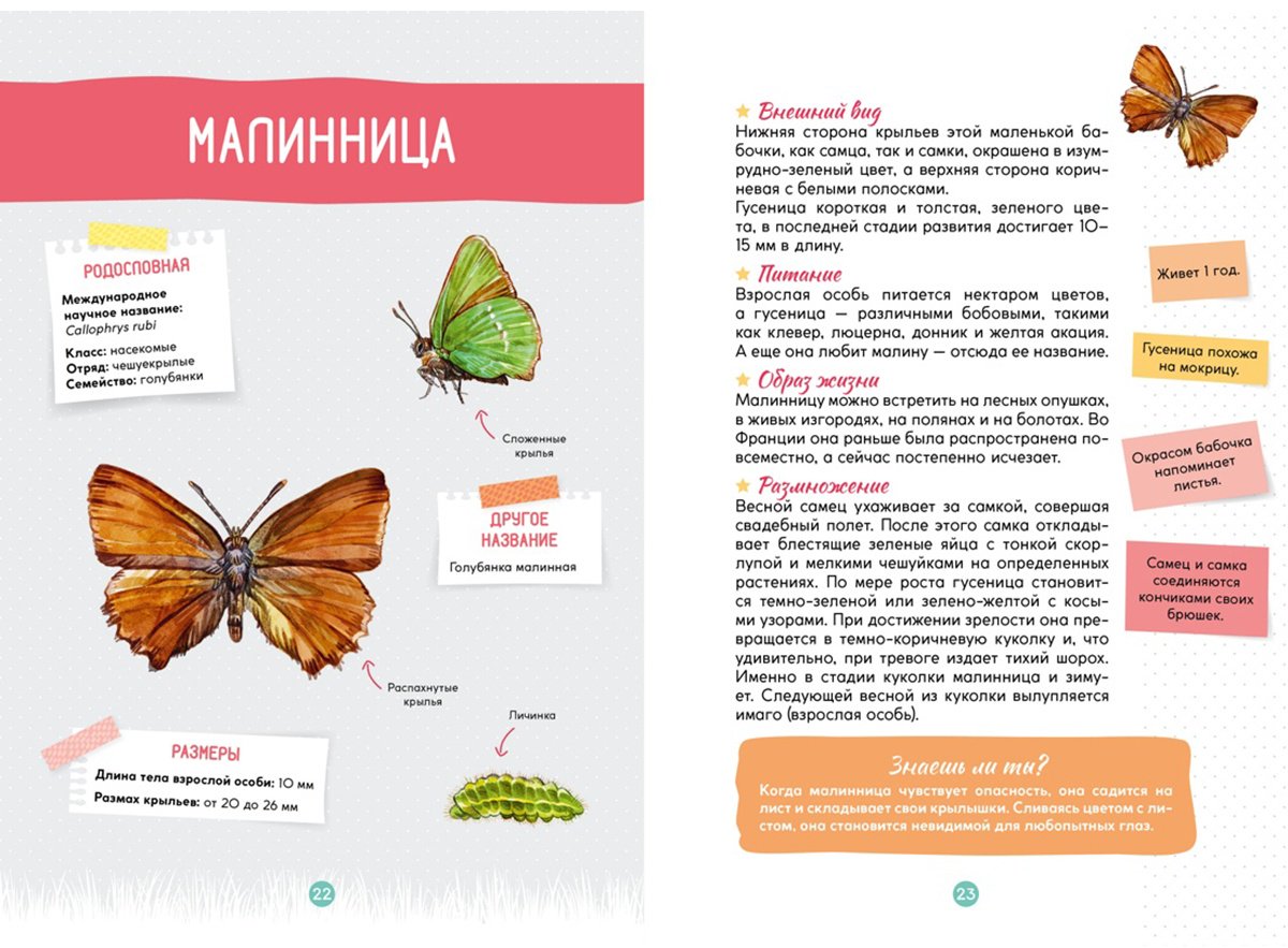 Книга Жапьо Ксавье: Лесные животные купить,NaN