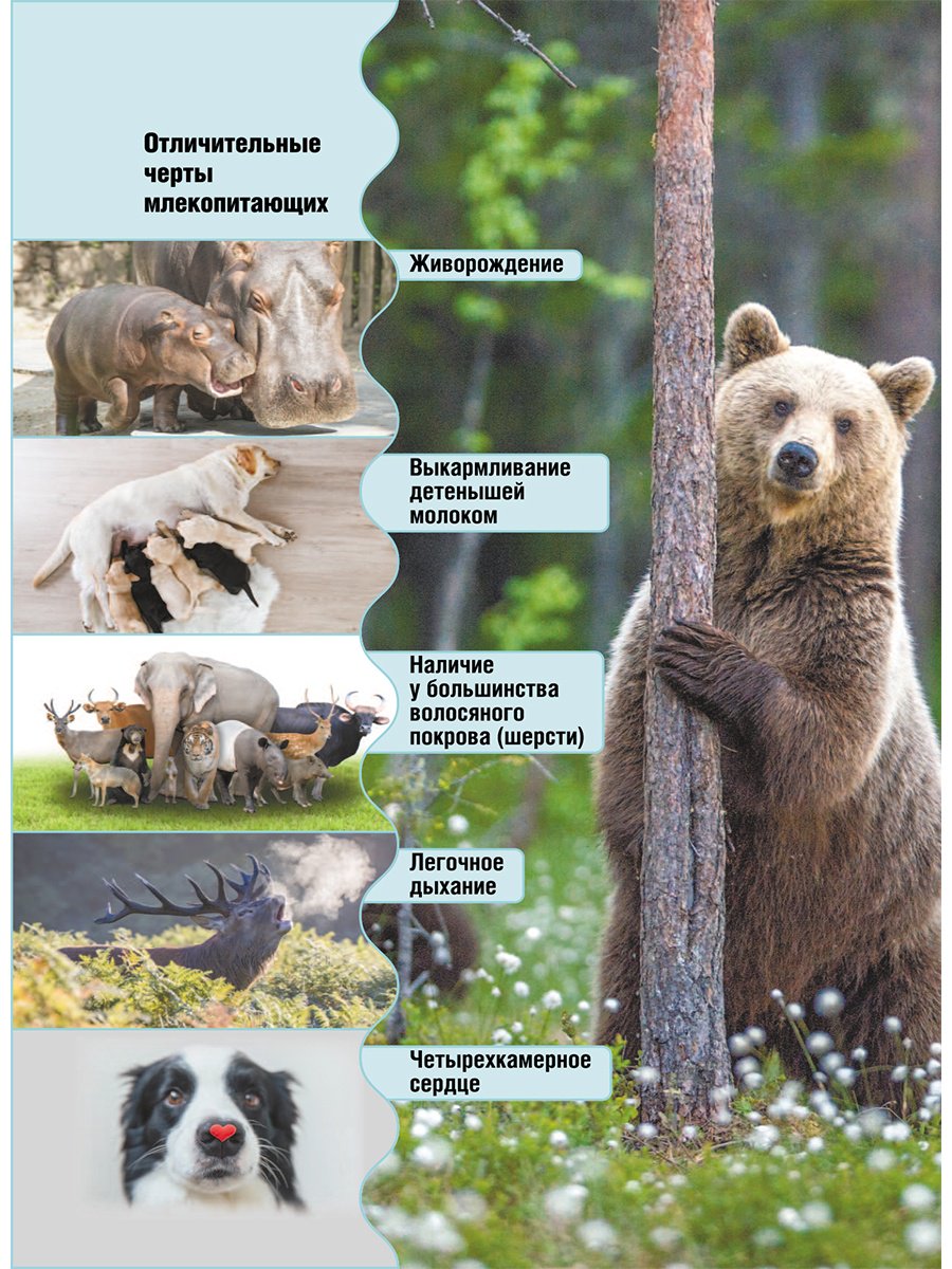 Книга Медведев Д. Ю., Хомич Е. О.: Животные купить,NaN
