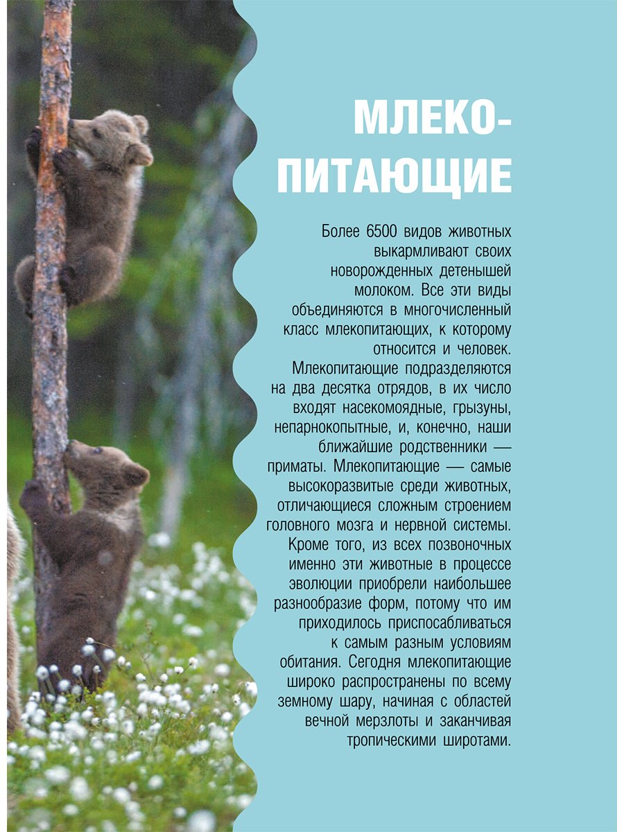 Книга Медведев Д. Ю., Хомич Е. О.: Животные купить,NaN