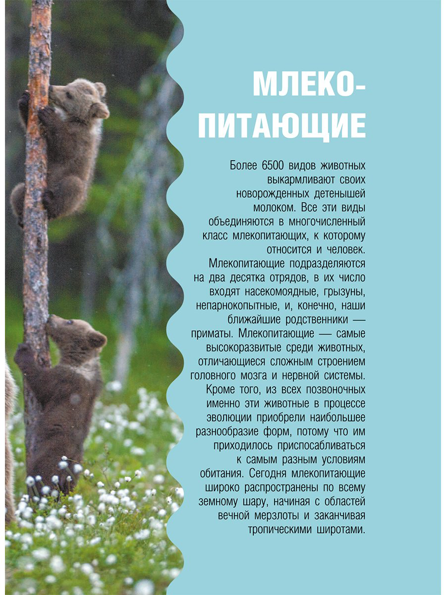 Книга Медведев Д. Ю., Хомич Е. О.: Животные купить,NaN