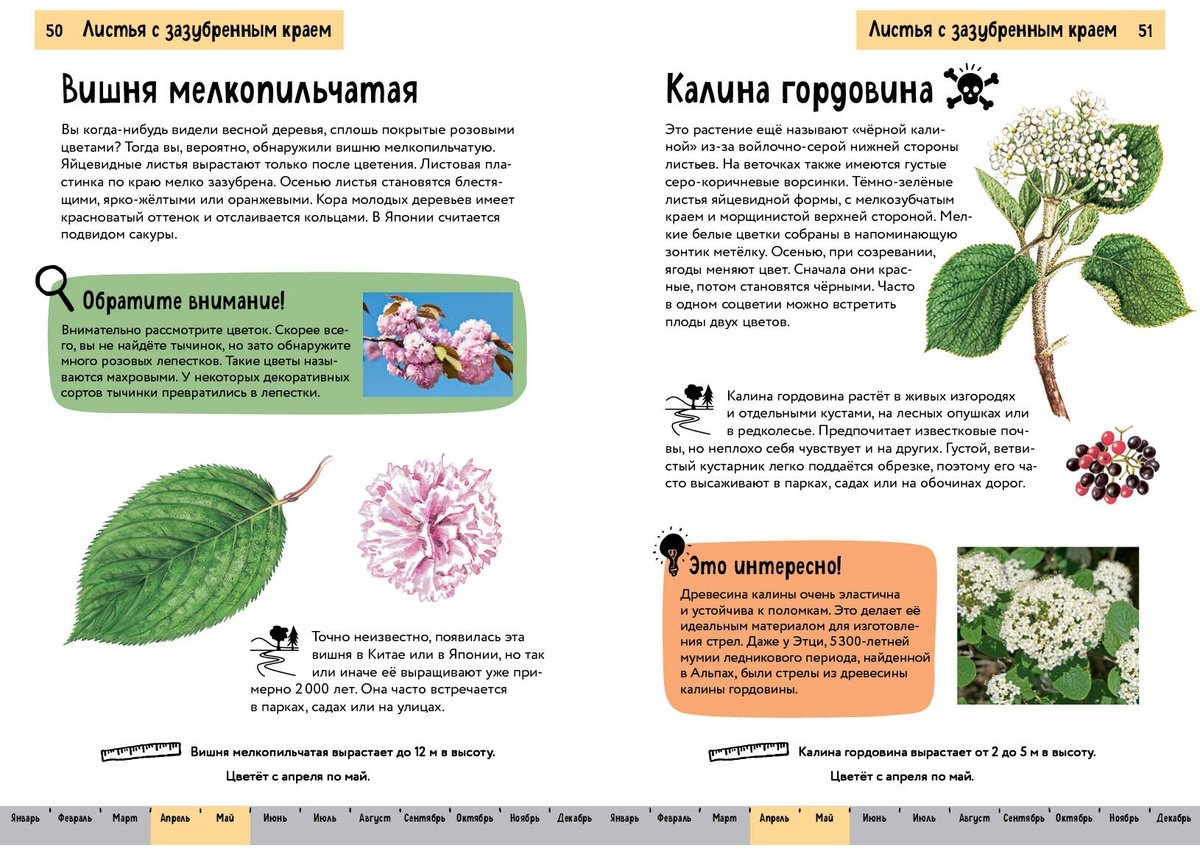 Книга Хааг Х.: Растения. Краткий иллюстрированный справочник купить,NaN