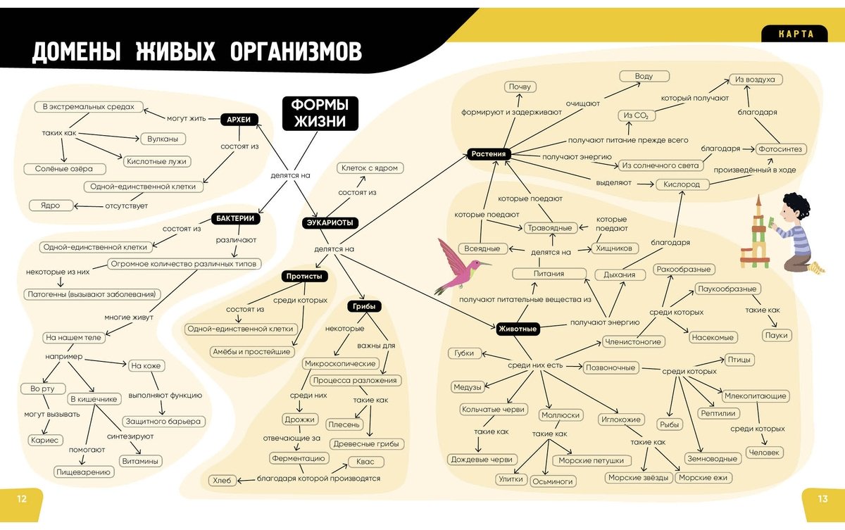 Книга Романо А.: Тело человека. Самая анатомическая энциклопедия купить,NaN