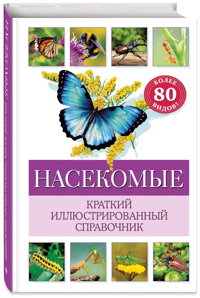 Книга Офтринг Б.: Насекомые. Краткий иллюстрированный справочник купить,NaN