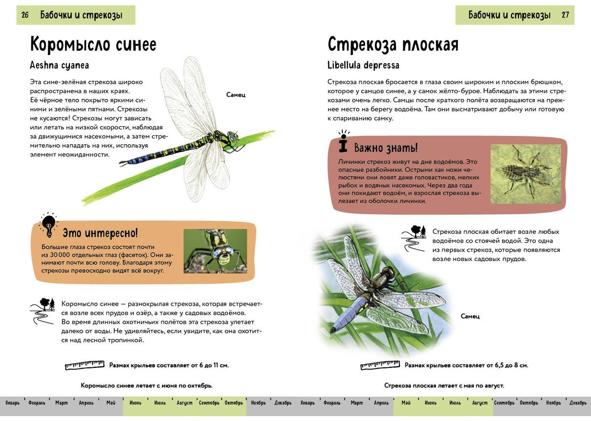 Книга Офтринг Б.: Насекомые. Краткий иллюстрированный справочник купить,NaN